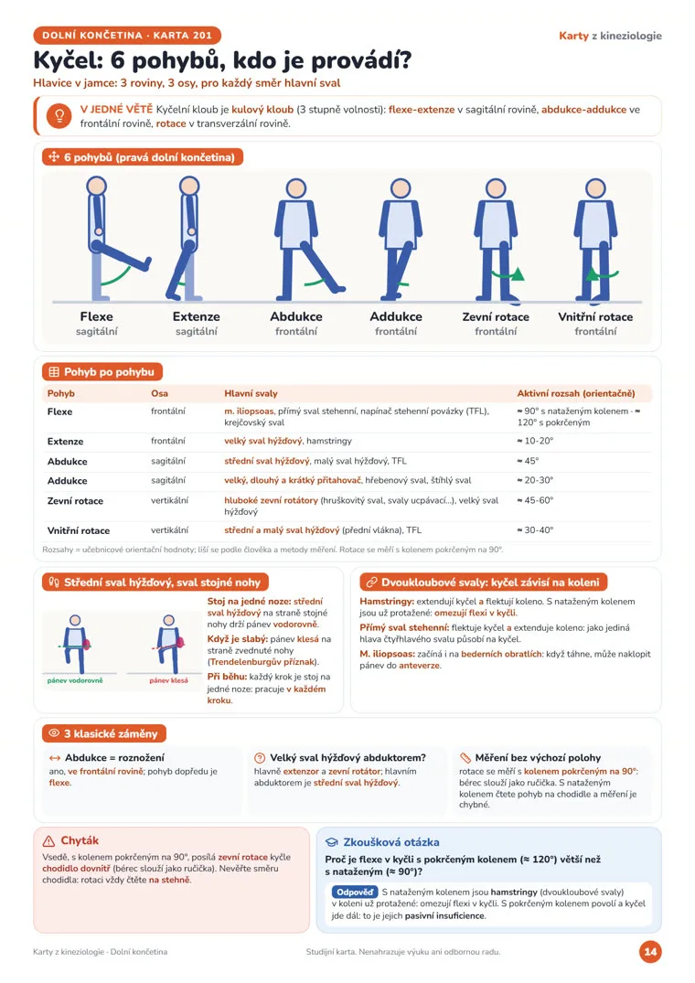 Karta „Kyčel: 6 pohybů, kdo je provádí?“ z Karet z kineziologie